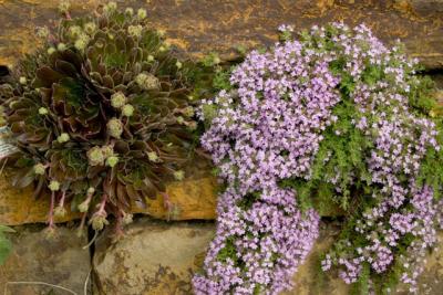 CRW_1679.jpg
