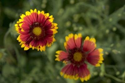 CRW_1799.jpg
