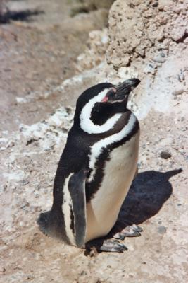 magellan Pinguin