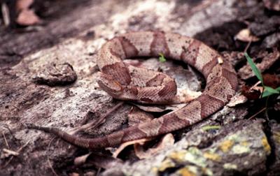 Copperhead