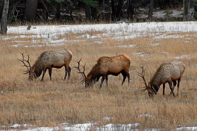 u48/krviera/medium/41653735.colorado_2004_four_bull_elks.jpg