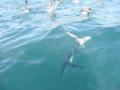 Mike's 1st Shark