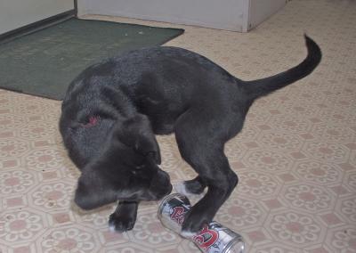 What's a puppy got to do to get another beer around here?
