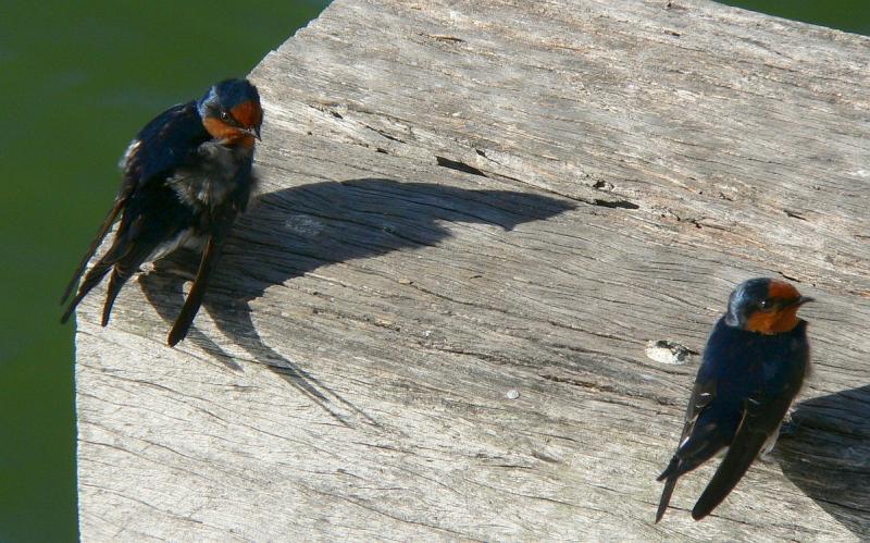 Welcome Swallows