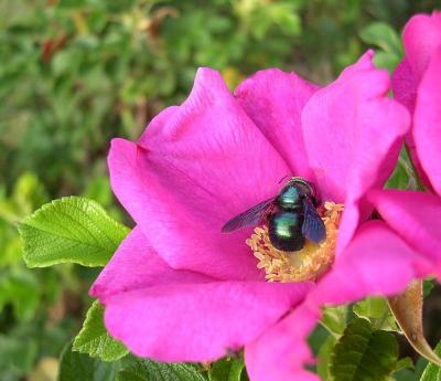 u48/laine82/medium/35524301.BumbleBeeonScabrosa2.jpg