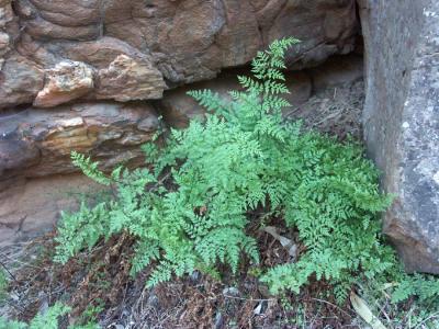 Ferns in the gorge