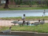 Ducks in a Wentworth street after rain