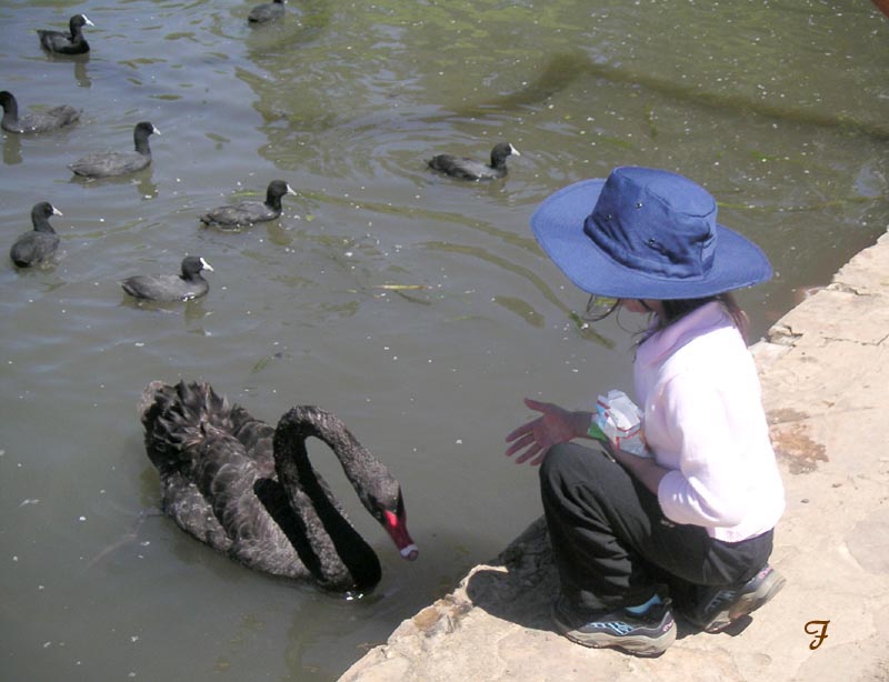 Black swan, blue hat