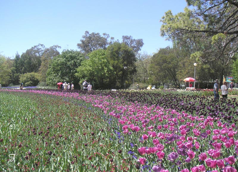 A curve of tulips