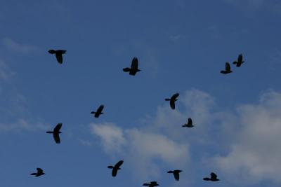 Birds in Sky, Over Lake