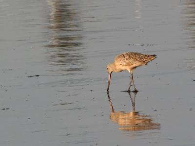 Marbled Godwit 1