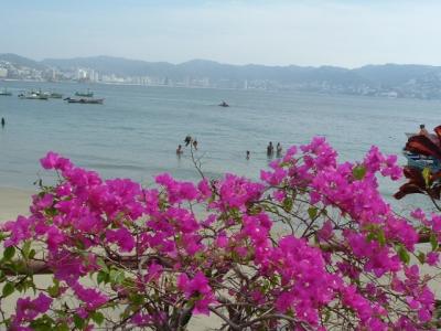 Flamboyant Flower and The Sea