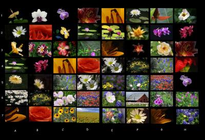 Flower Collection
