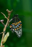 Butterfly Just Out of Cocoon 4840.jpg