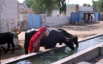 bBikaner1014_CamelSafari.jpg