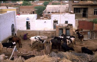 bBikaner1055_Backyard.jpg