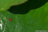 Small Bug, Big Leaf