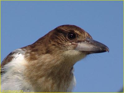 Cassican junnile - pied butcherbird - Cracticus nigrogularis