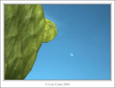 Nopal Lunatico