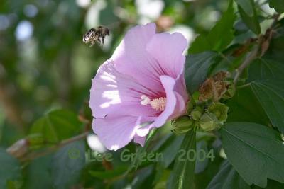 bees3.jpg