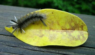 Unknown Caterpillar