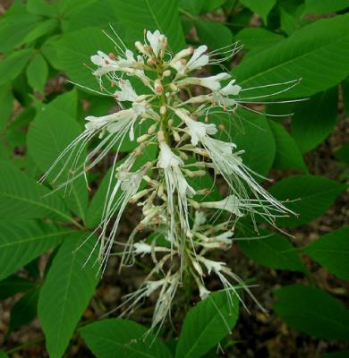 Bottlebrush Buckeye