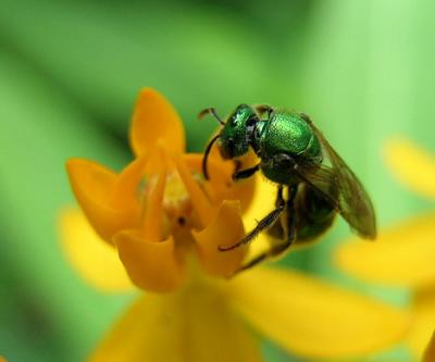 Augochlora Green Metallic Bee
