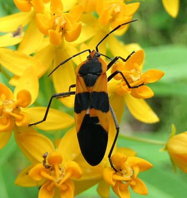 Large Milkweed Bug