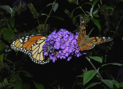 Monarch and Painted Lady