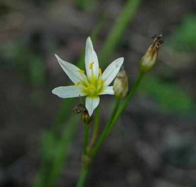 Lily, White Rain