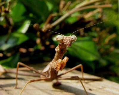 Carolina Mantid