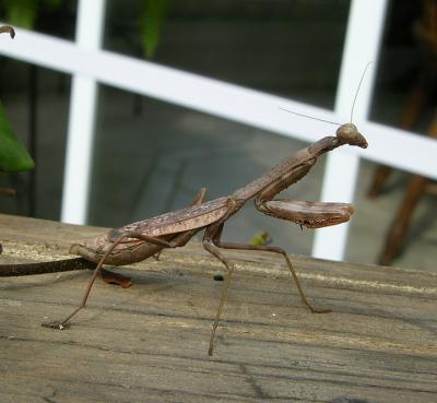 Carolina Mantid