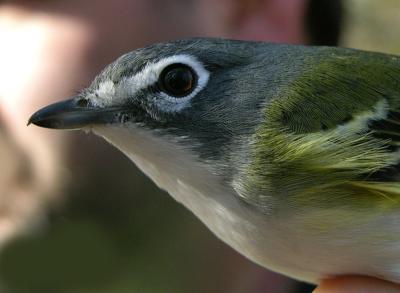 Blue-headed Vireo