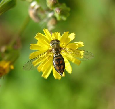 Family Syrphidae