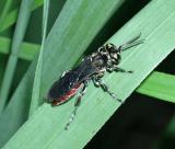 Sand-loving Wasp