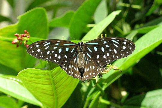 Dark Blue Tiger