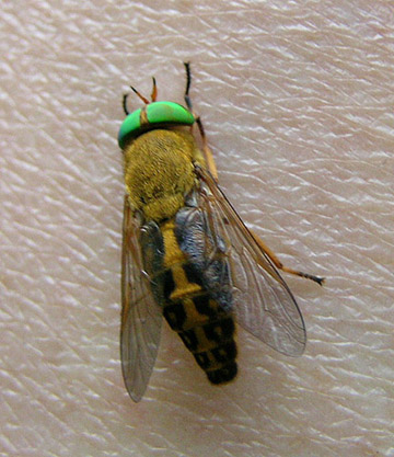 American Horse Fly