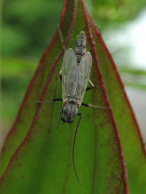 Female Midge