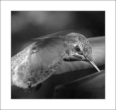 Hummer Macro, Black & White