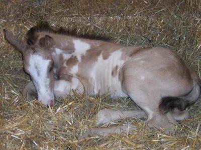 u48/lesliegra/medium/30760692.filly1C.jpg