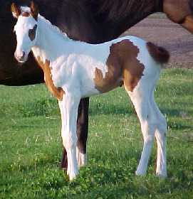 '02 tovero colt out of a Tb mare
