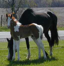 Second foal a Chestnut Tobiano colt '01