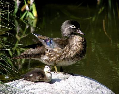 wood duck mom and duckling.jpg