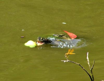 turtle going for an apple and mex amberwing.jpg