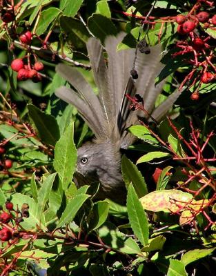 wrentit and berries tail fanned.jpg