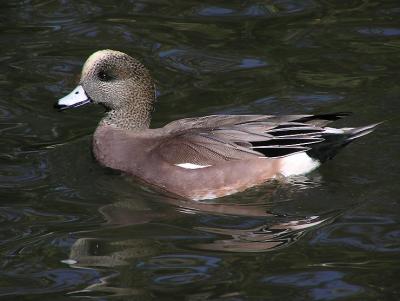 u48/lesliej/medium/36940787.americanwigeonmale.jpg