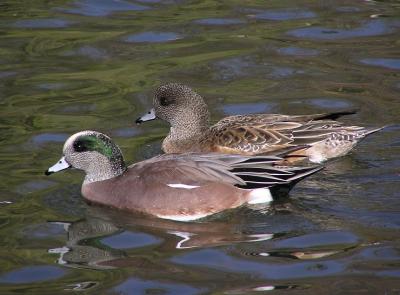 american_and_eurasian_wigeons