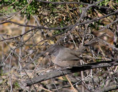 wrentit_and_berries