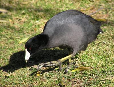 one step for coot one giant leap for coot kind.jpg