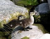 wood ducklings.jpg